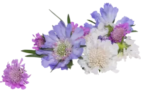 Eetbare bloem Duifkruidbloem mix 8st.